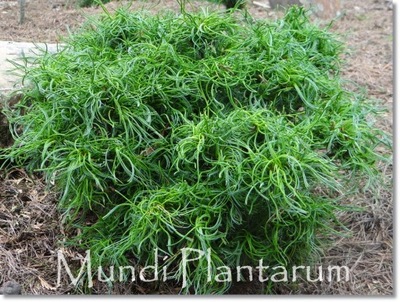 Pinus strobus 'Green Twist' - Promocja !!! !!! !!!