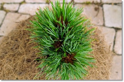 Pinus cembra 'Ortler' - piękna !!!