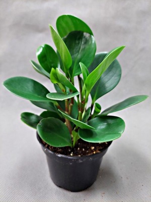 Peperomia OBTUSIFOLIA