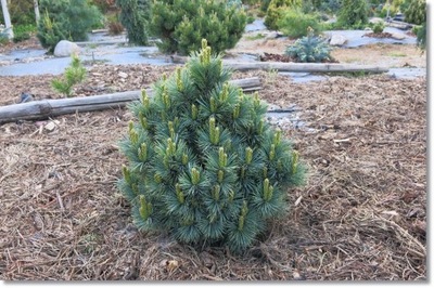 Pinus flexilis 'Kinzie Rose' - rarytas !!!
