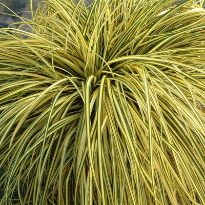 Turzyca hachijonska 'Evergold' - Carex hachijoensis 'Evergold