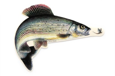 NAKLEJKA WĘDKARSKA JENZI - LIPIEŃ 17cm