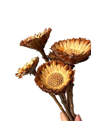 Suszona protea rosetta naturalna - kwiaty suszone, wianki, susz egzotyczny