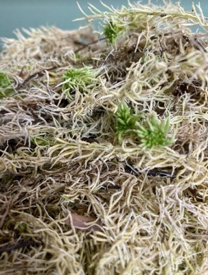 MECH torfowiec Sphagnum 100g do ukorzenienia