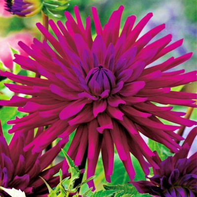 Dalia kaktusowa Purple Gem purpurowa 1szt/W260