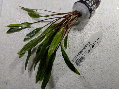 Cryptocoryne lutea [koszyk]