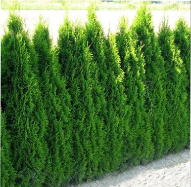 Tuja Szmaragd - Thuja smaragd 40/60cm 25szt