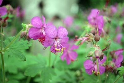 Bodziszek kantabryjski geranium