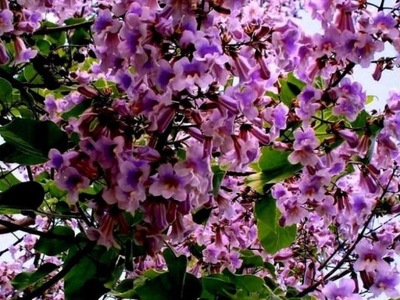 Drzewko SZCZĘŚCIA "paulownia"