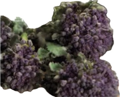 Brokuł listkowy fioletowy Purple rozsada 5szt Brassica oleracea italica