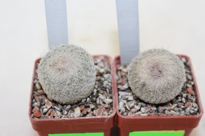 Epithelantha micromeris x2 - JM 101 i Epithelantha L737