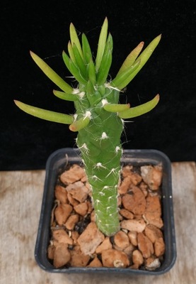 Austrocylindropuntia subulata Opuntia subulata