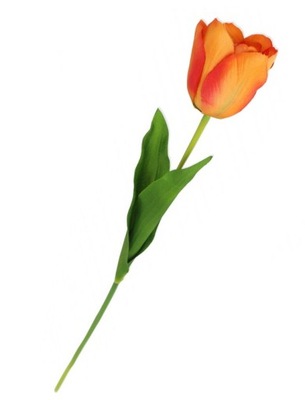 Tulipan pomarańczowy gałązka