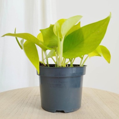 Epipremnum złociste (Epipremnum 'Neon Golden Pothos') 20cm