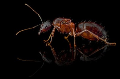 Mrówki Camponotus sylvaticus Królowa