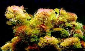 Cabomba PIAUHYENSIS "RED" - rarytas