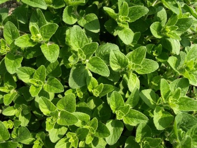 OREGANO ZIELONE ~ AROMATYCZNA~ SADZONKA