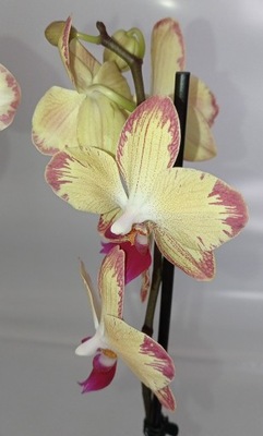 PHALENOPSIS storczyk 14 pirate picotee