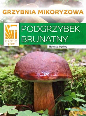 PODGRZYBEK BRUNATNY grzyby leśne GRZYBNIA mikoryza