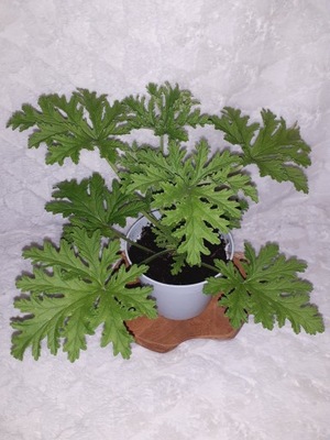 GERANIUM ANGINKA Pelargonium graveolens don.13cm