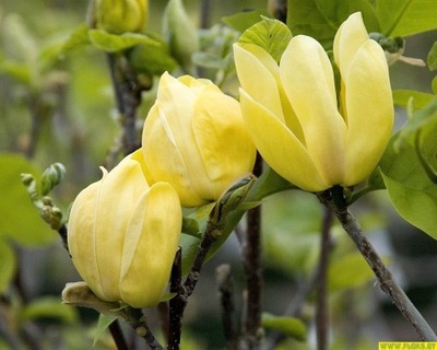 Magnolia Żółta Yellow Bird- gat. I
