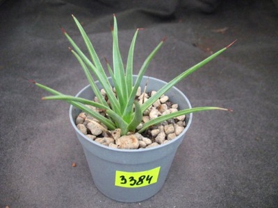 Agave stricta nana 3384 don 6,5cm PB0419P