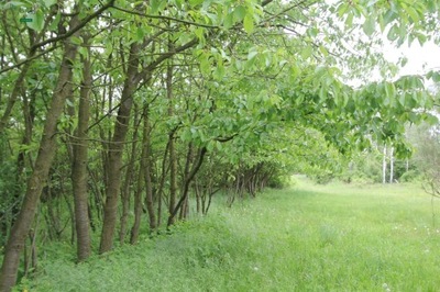 Działka, Opole, 1100 m²