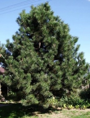 Sosna czarna Pinus nigra Pyramidalis