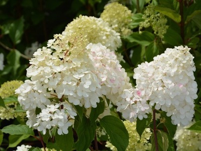 Hortensja bukietowa Limelight sadzonka P9 jasne kwiatostany