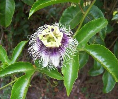 Męczennica (Passiflora Edulis Flavicarpa) Marakuja