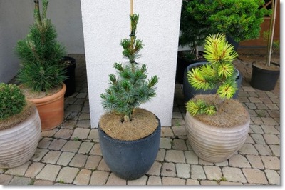 Pinus parviflora 'Ibo-can' ... Duża !!! !!! !!!