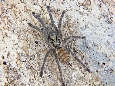Neoholothele incei samiec (spidersforge)