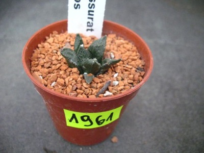 Ariocarpus fissuratus 1961 w don5,5cm PP0418P