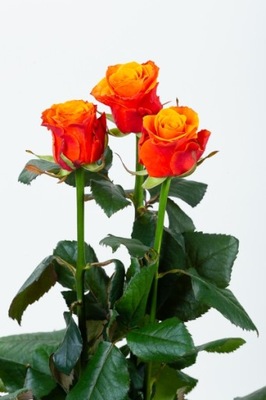 Herbaciana róża ŻYWA Cięta 50 cm