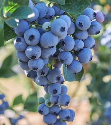 Borówka AMERYKAŃSKA BLUECROP 3-LETNIA 9kg/krzew!