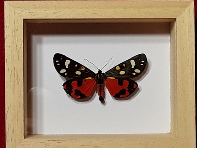 Motyl w ramce gablotce 10x8 cm Krasopani poziomkówka - Callimorpha dominula