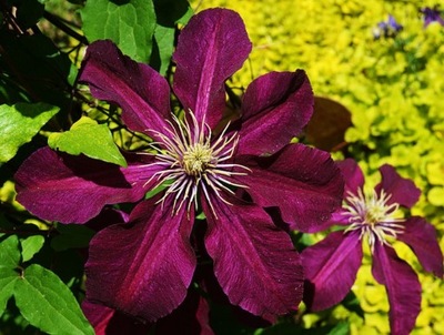 Powojnik "clematis" BORDOWY
