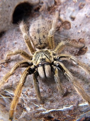 Augacephalus ezendami (SpidersForge)