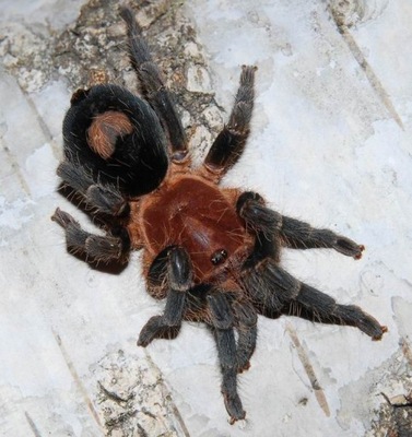 Cyriocosmus sellatus SpidersForge)