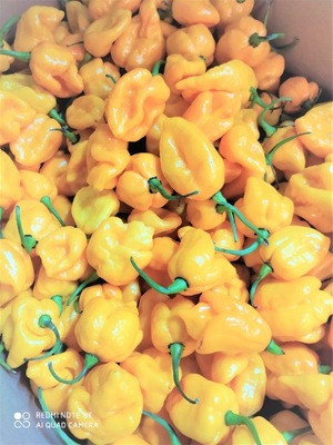 HABANERO ŻÓŁTA PAPRYKA ŚWIEŻA OSTRA - 1kg