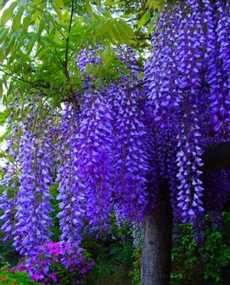 Glicynia Wisteria niebieska - GIGANT! Ogromna sadzonka