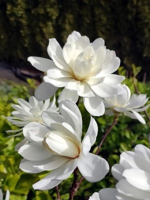 Magnolia Loebnera WILDCAT