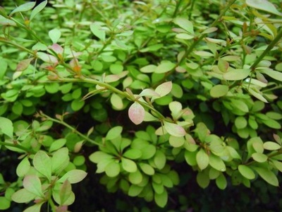 BERBERYS KOREAŃSKI Berberis koreana UNIKATOWY