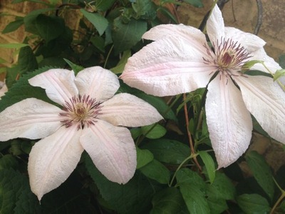 Powojnik "clematis" JAN PAWEŁ II