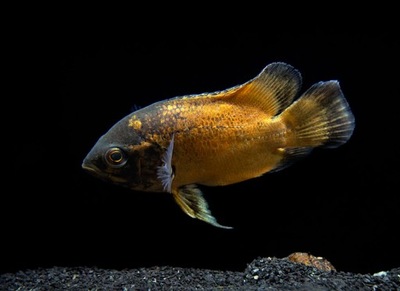 Pielęgnica pawiooka odmiana RED - Astronotus