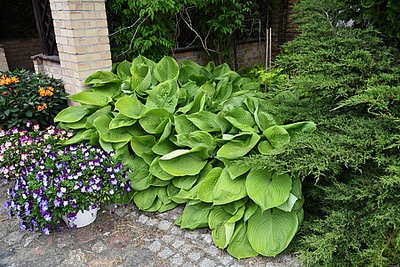 Hosta Funkia Sum & Substance