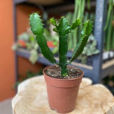 Euphorbia triangularis wilczomlecz DØ12cm