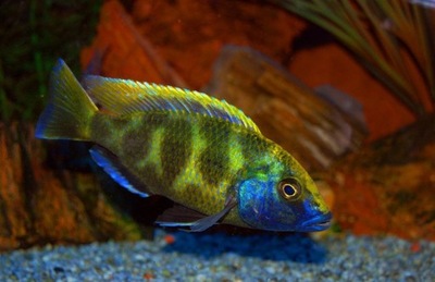 Pyszczak wspaniały - Nimbochromis venustus