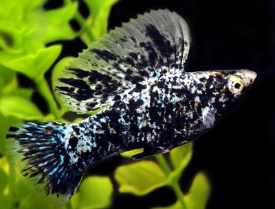 Molinezja żaglopłetwa calico - Poecilia velifera