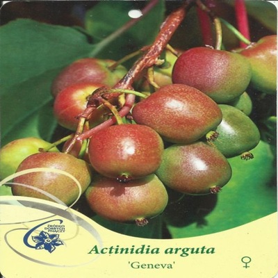 Aktinidia ostolistna , mini kiwi GENEVA Actinidia